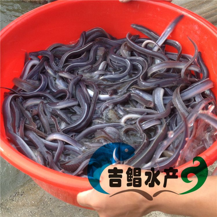 黃鱔養殖_養殖黃鱔吃什么飼料_養殖黃鱔的利潤和成本