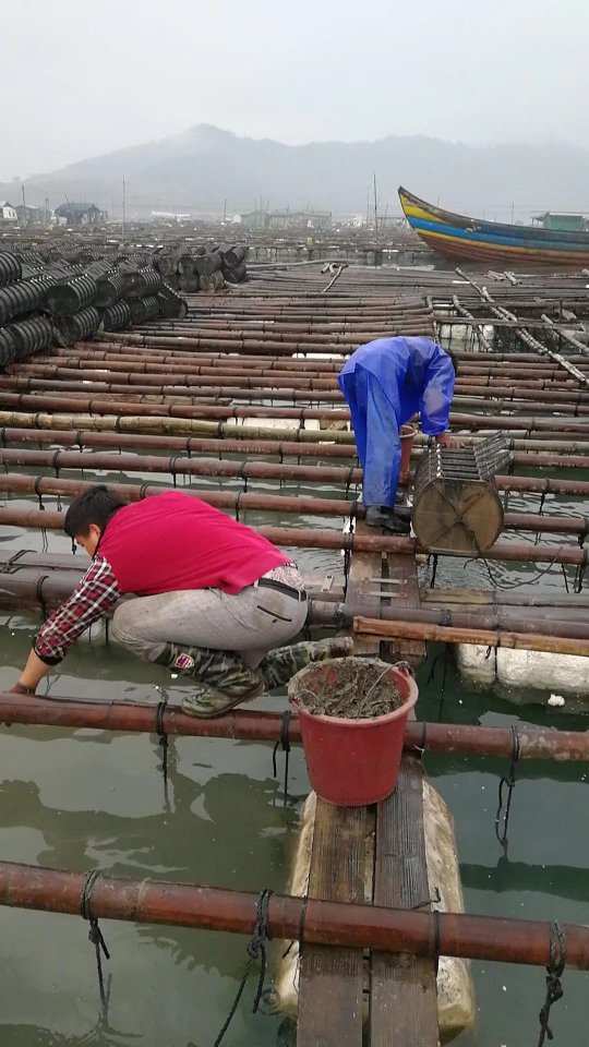 大連海參漲價20%刷了屏，明年春天的福建行情