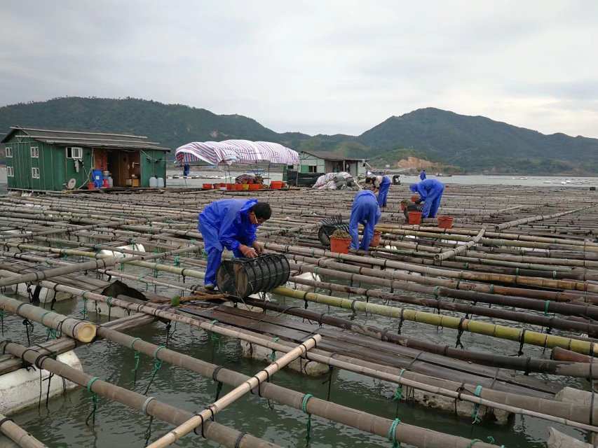 海參養殖_海參養殖的和野生的有什么區別_海參養殖方式有幾種