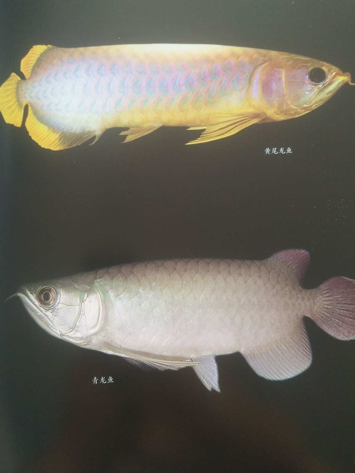 龍魚混養最佳方案_龍魚混養搭配圖_龍魚混養