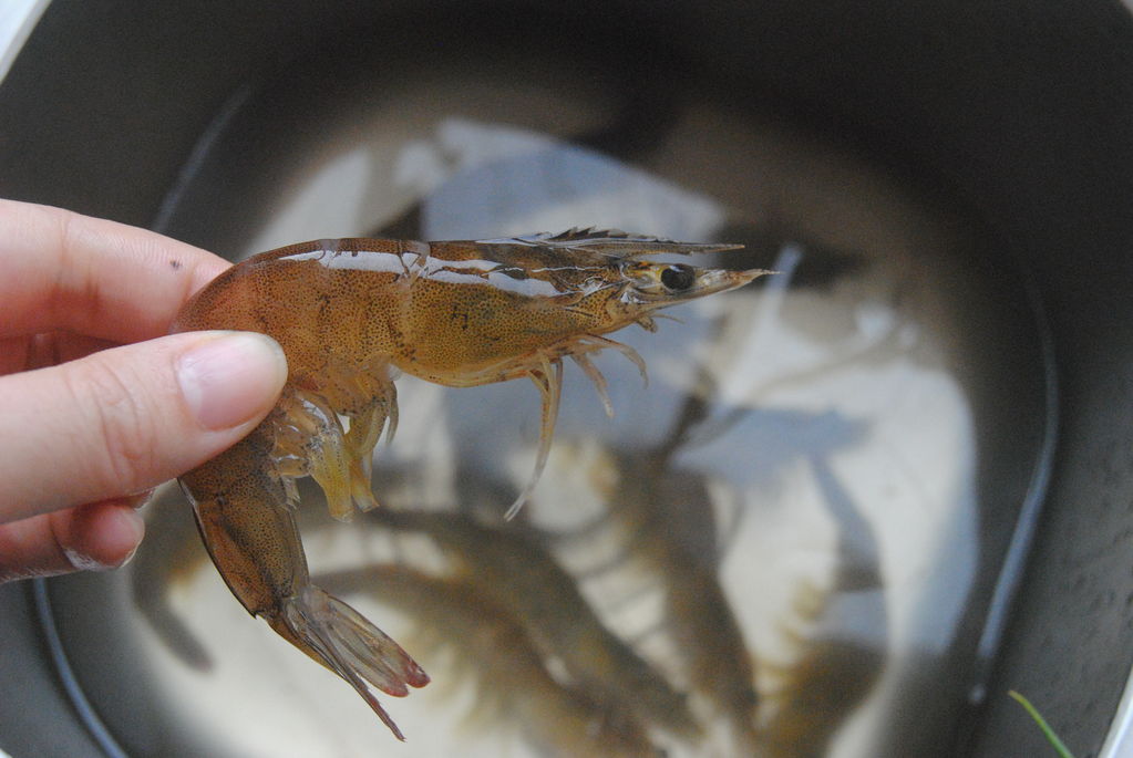 龍魚混養風水說法_龍魚混養_龍魚混養最佳方案