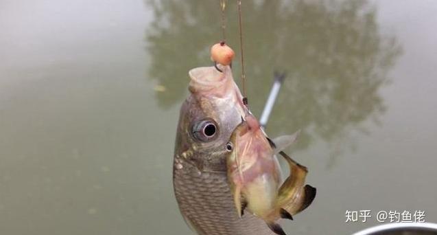 鱖魚路亞竿推薦_鱖魚路亞用什么餌釣比較好_路亞鱖魚