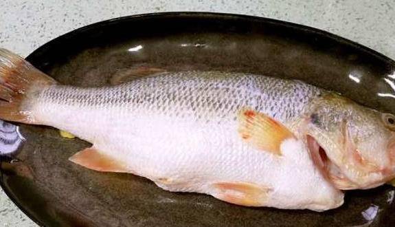 淡水魚魚種_淡水魚種類有哪些_淡水魚種類