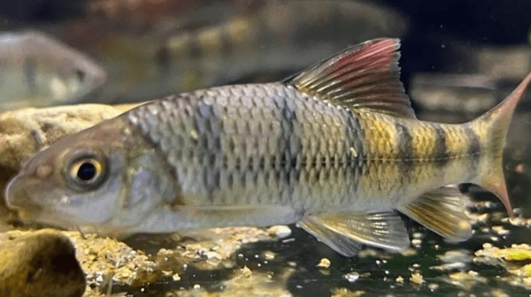 淡水魚魚種_淡水魚種類有哪些_淡水魚種類