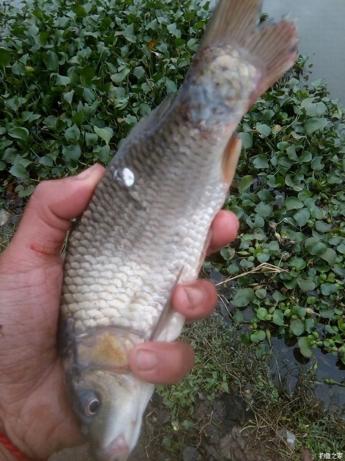 臺釣釣鯉魚_鯉魚臺釣怎么釣_臺釣鯉魚