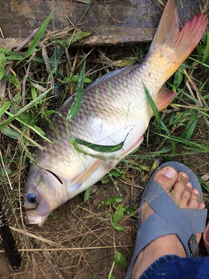 臺釣釣鯉魚_鯉魚臺釣怎么釣_臺釣鯉魚