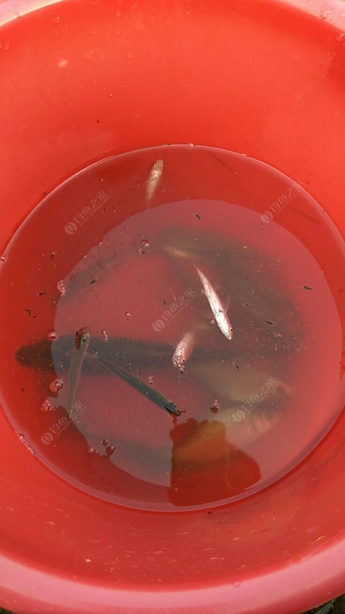 鯉魚臺釣怎么釣_臺釣釣鯉魚_臺釣鯉魚