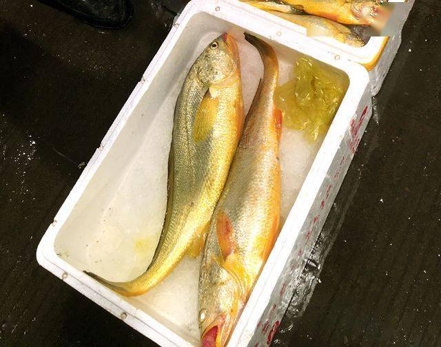 黃花魚價格是多少錢一斤_黃花魚天價_黃花魚價格