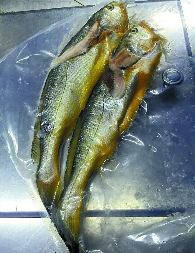 黃花魚價格_黃花魚天價_黃花魚價格是多少錢一斤
