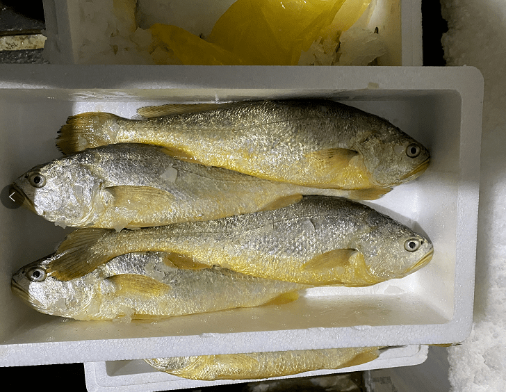 黃花魚天價_黃花魚價格_黃花魚價格是多少錢一斤