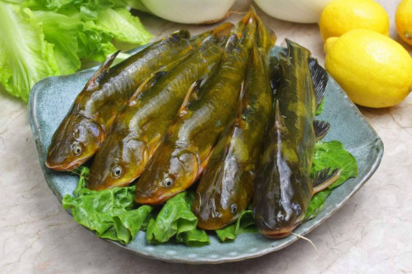 養殖魚的種類_養殖魚的基本知識_嘎魚養殖