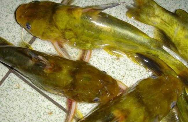 嘎魚養殖_養殖魚的種類_養殖魚的基本知識