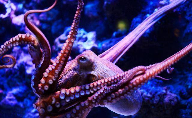 章魚的血液的圖片_章魚的血液是什么意思_章魚的血液