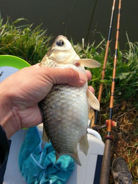 鯽魚野釣釣法_野釣鯽魚_鯽魚野釣用什么餌料