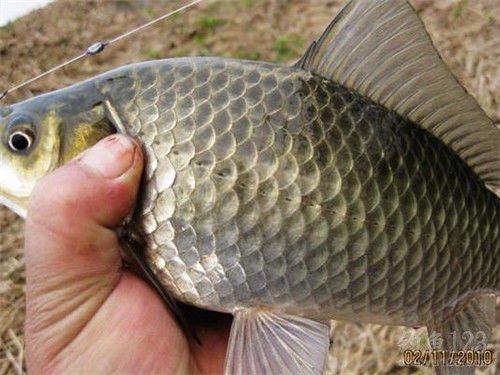 野釣鯽魚_鯽魚野釣用什么餌料_魚稀少怎么釣鯽魚野釣