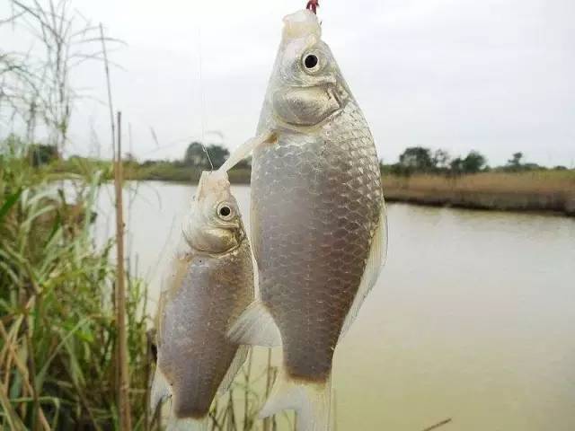 鯽魚野釣用什么餌料_魚稀少怎么釣鯽魚野釣_野釣鯽魚