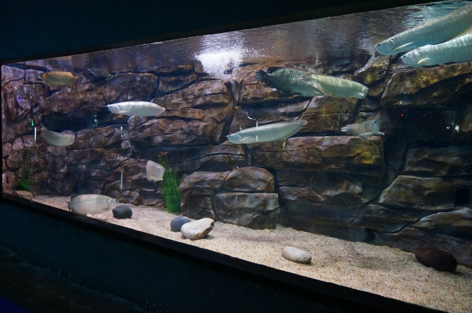 銀龍魚多少錢一條_銀龍魚價格多少錢一條_銀錢龍的可以買多少錢