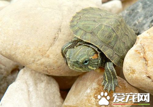烏龜不吃東西_烏龜東西吃進去吐出來怎么回事_烏龜吃東西吃什么