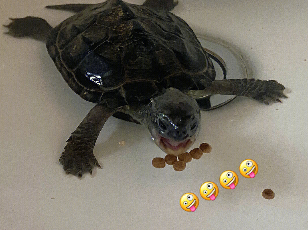 烏龜吃食物_烏龜不吃東西_烏龜東西吃多了肚子很脹