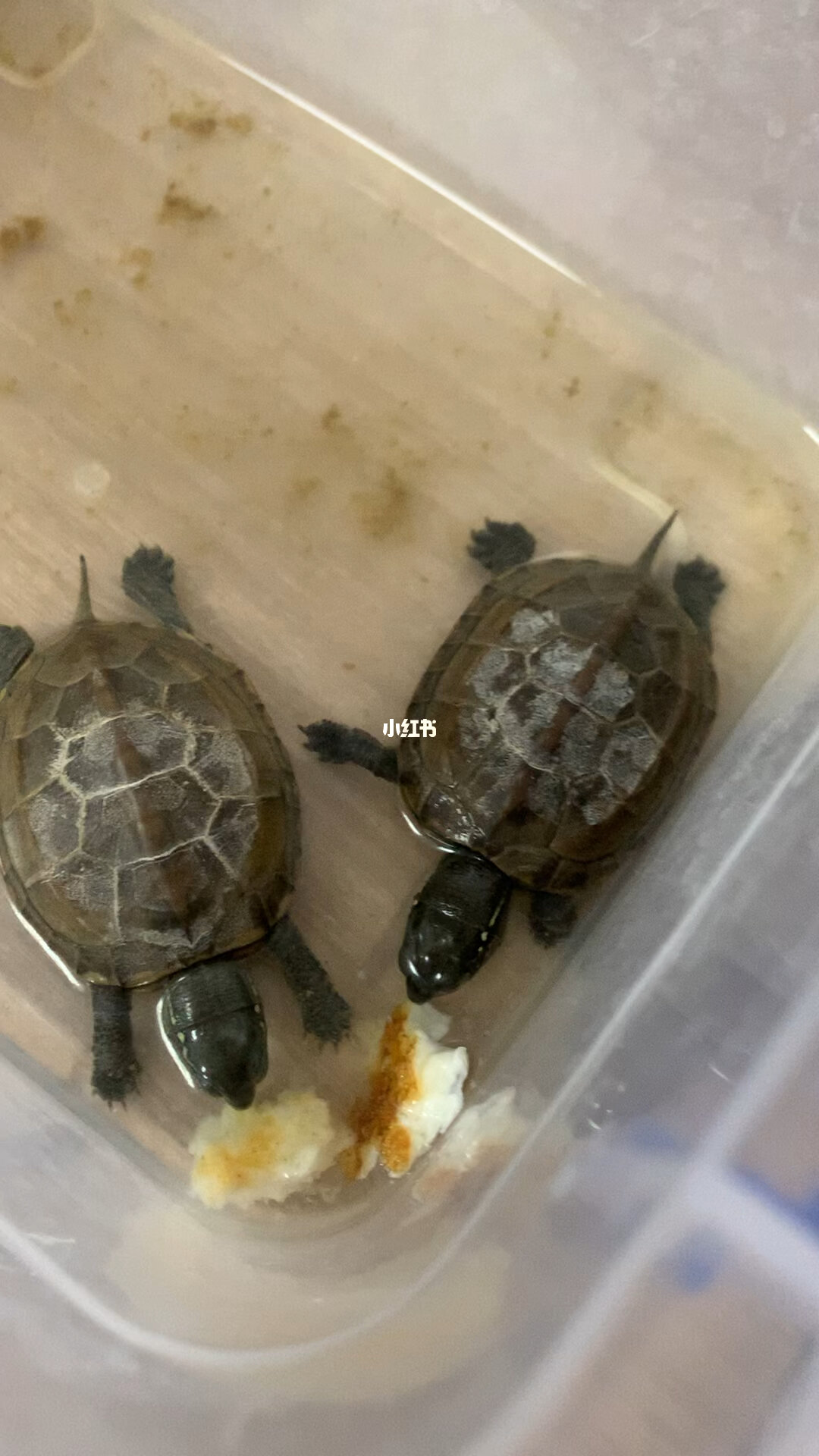 烏龜不吃東西_烏龜吃食物_烏龜東西吃多了肚子很脹