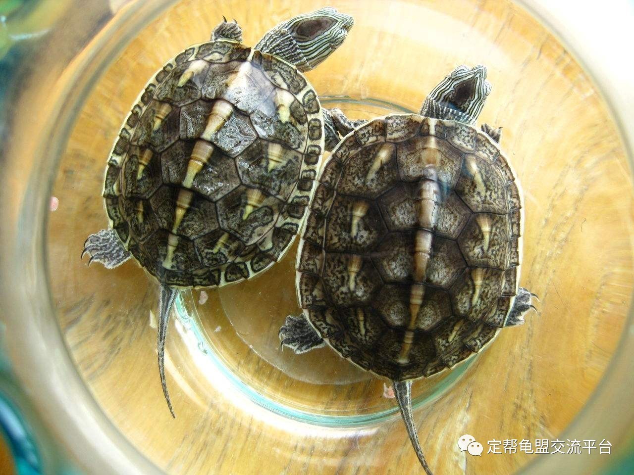 烏龜東西吃多了肚子很脹_烏龜不吃東西_烏龜吃食物