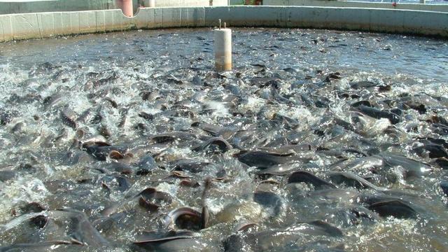 養魚技術_農村魚塘養魚技術_養魚技術培訓
