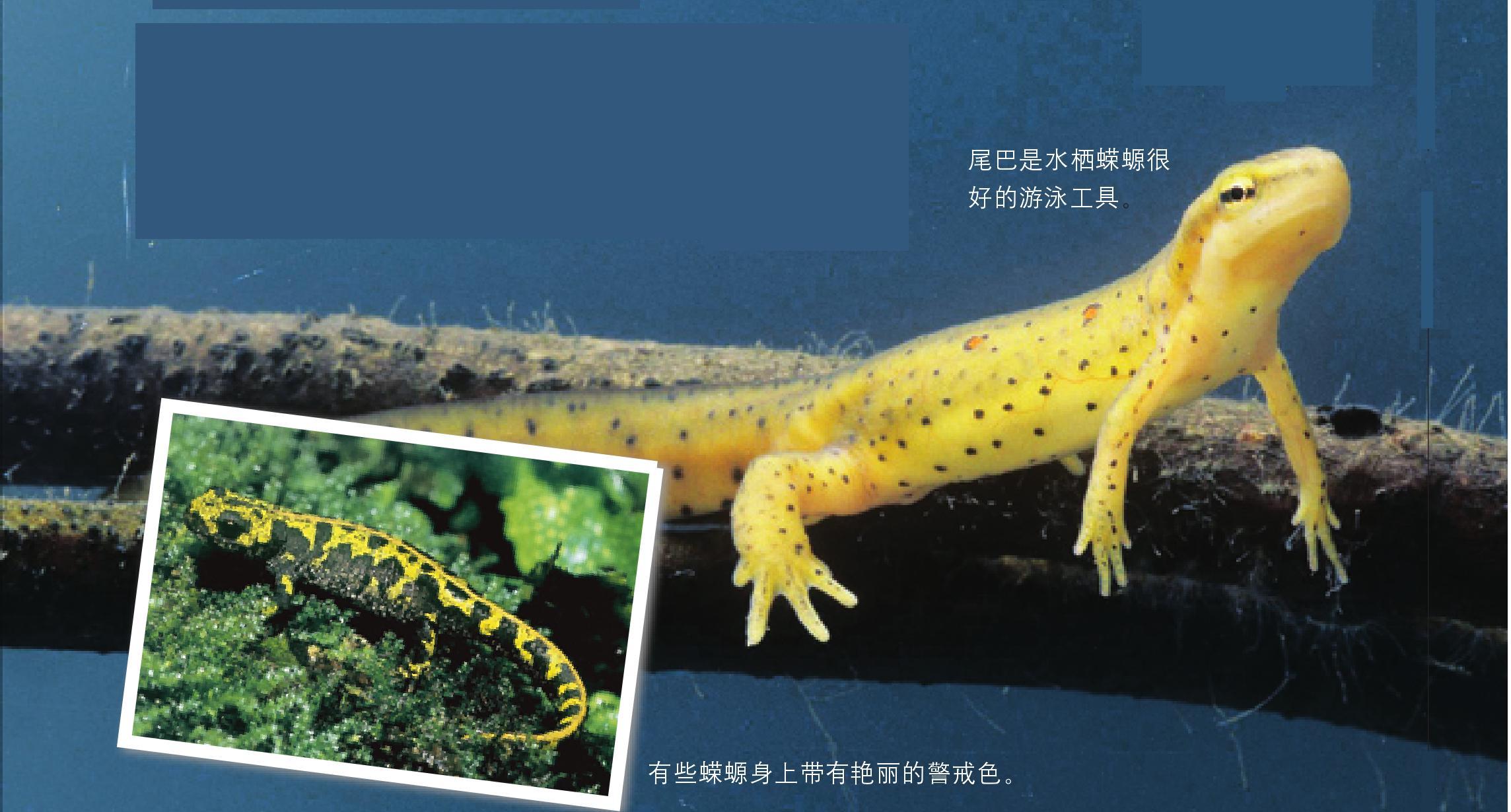 六角蠑螈能長多大_六角蠑螈_六角蠑螈能活多久
