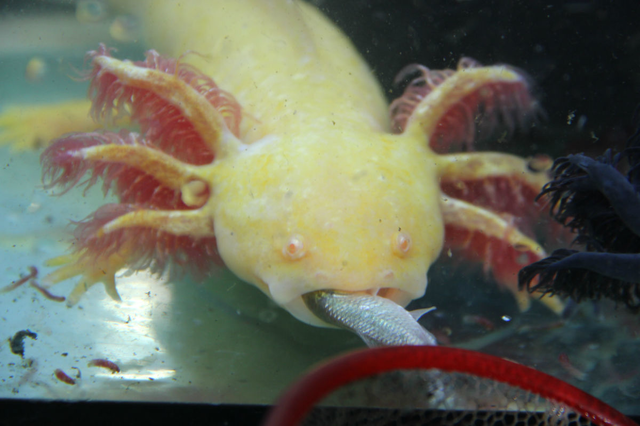 六角龍魚快死了嗎？六角蠑螈有什么征兆