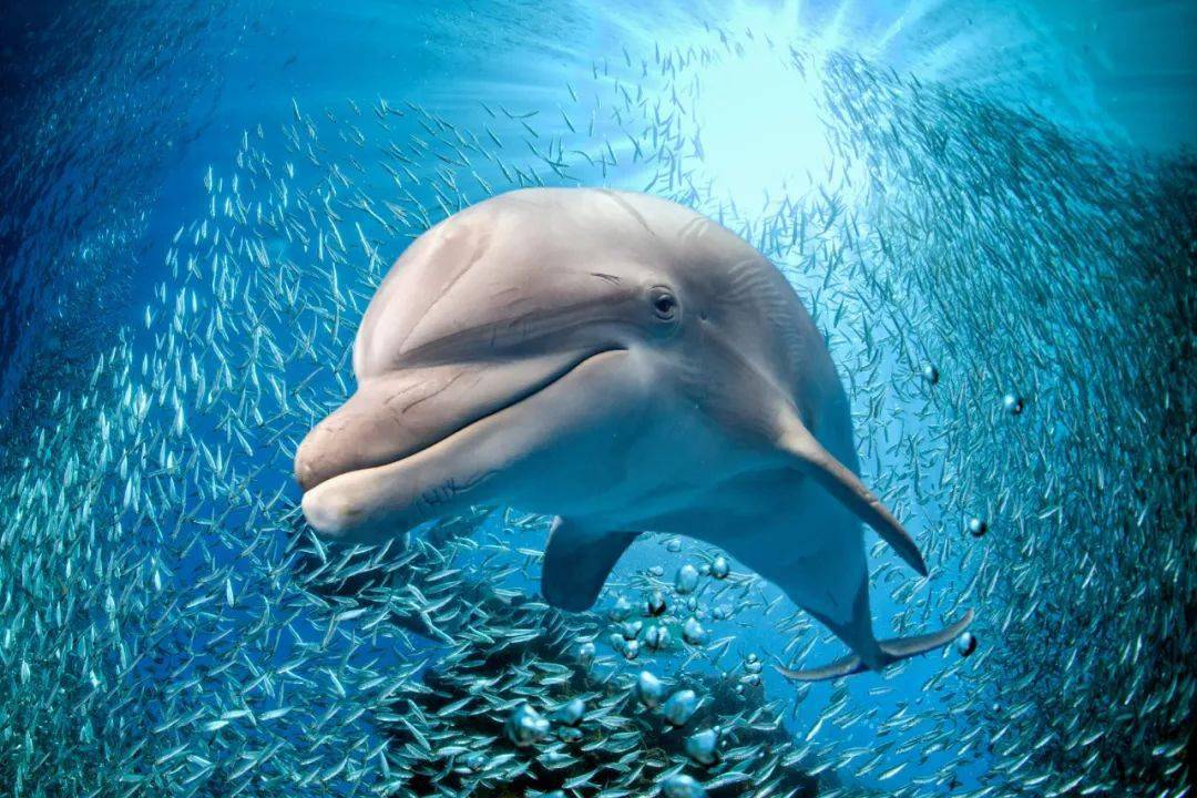 海豚擱淺_海豚擱淺事件_海豚擱淺如何救援