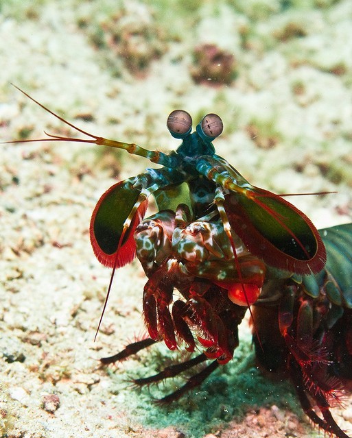 雀尾螳螂蝦（MantisShrimp）生物分類學意義上