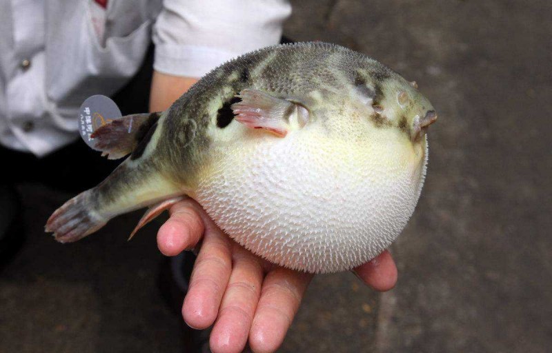 河豚主產區_河豚產地_河豚哪里產的