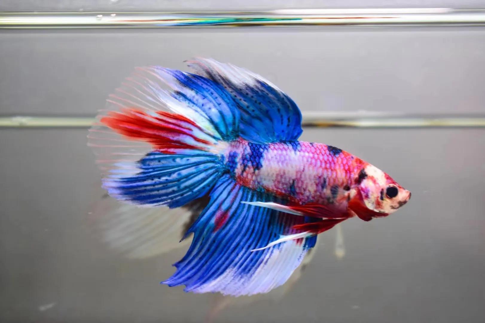 斗魚獅王適合放欖仁葉嗎_獅王斗魚_斗魚獅王圖片