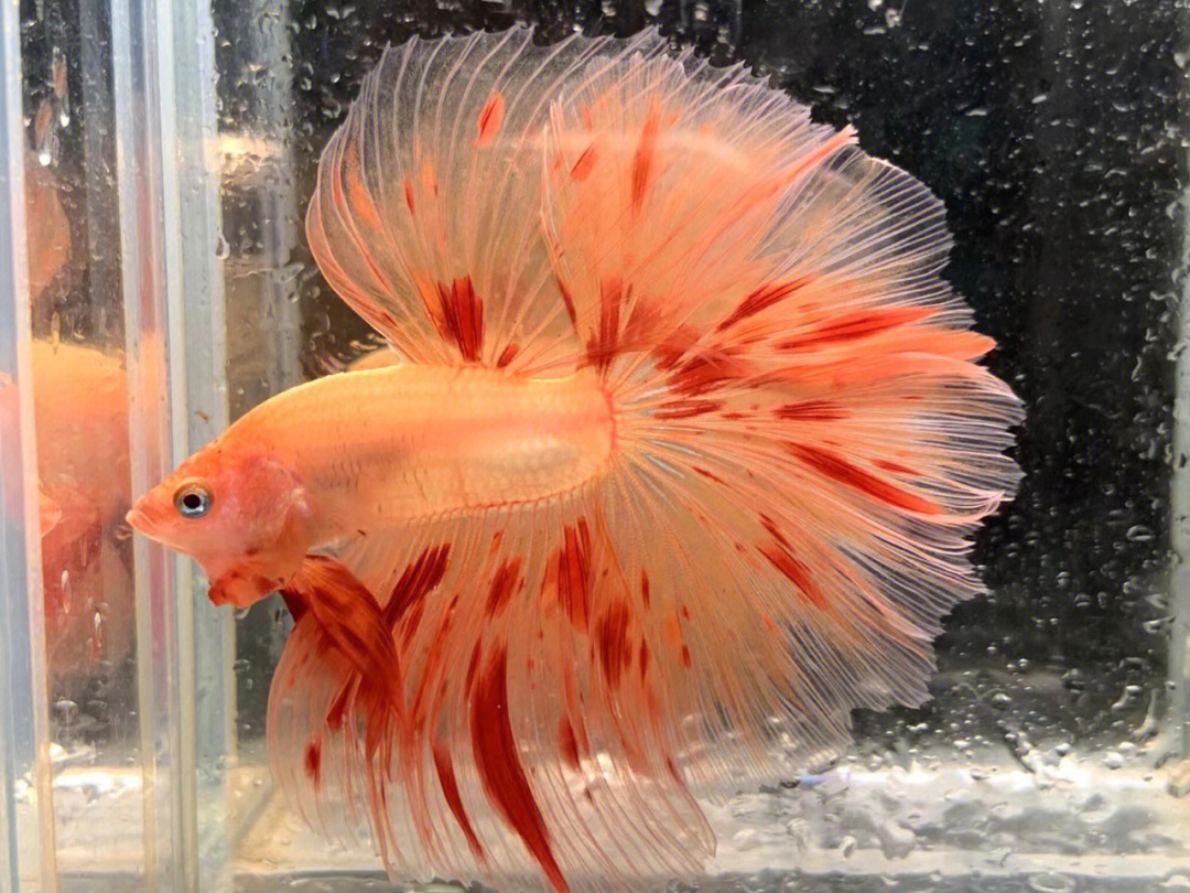 斗魚獅王適合放欖仁葉嗎_獅王斗魚_斗魚獅王圖片