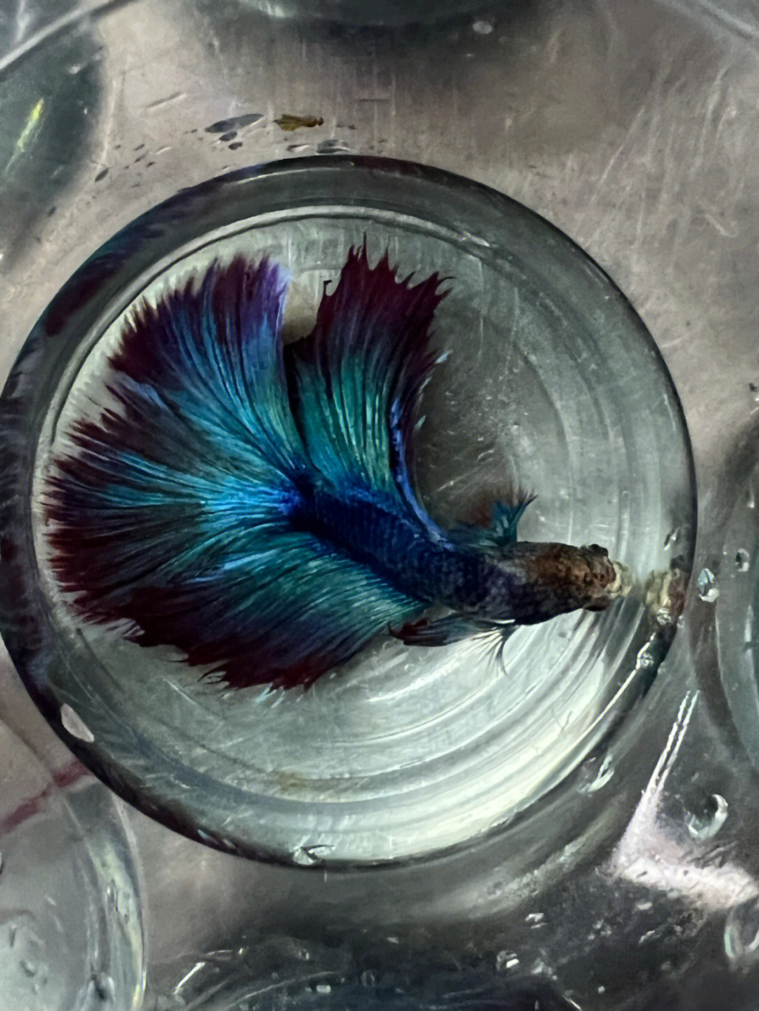 斗魚獅王圖片_獅王斗魚_斗魚獅王適合放欖仁葉嗎