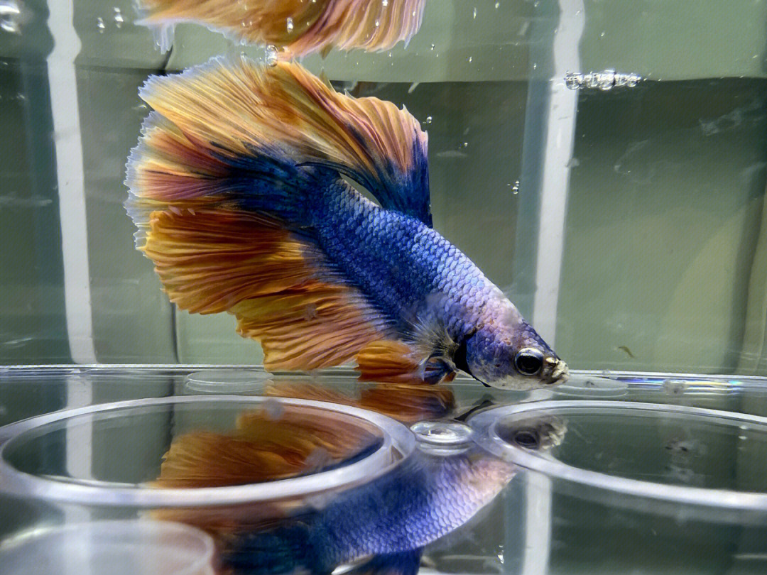 斗魚獅王適合放欖仁葉嗎_斗魚獅王圖片_獅王斗魚
