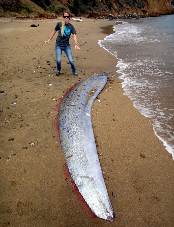 巨型帶魚圖片_巨型皇帶魚_巨型帶魚的特點