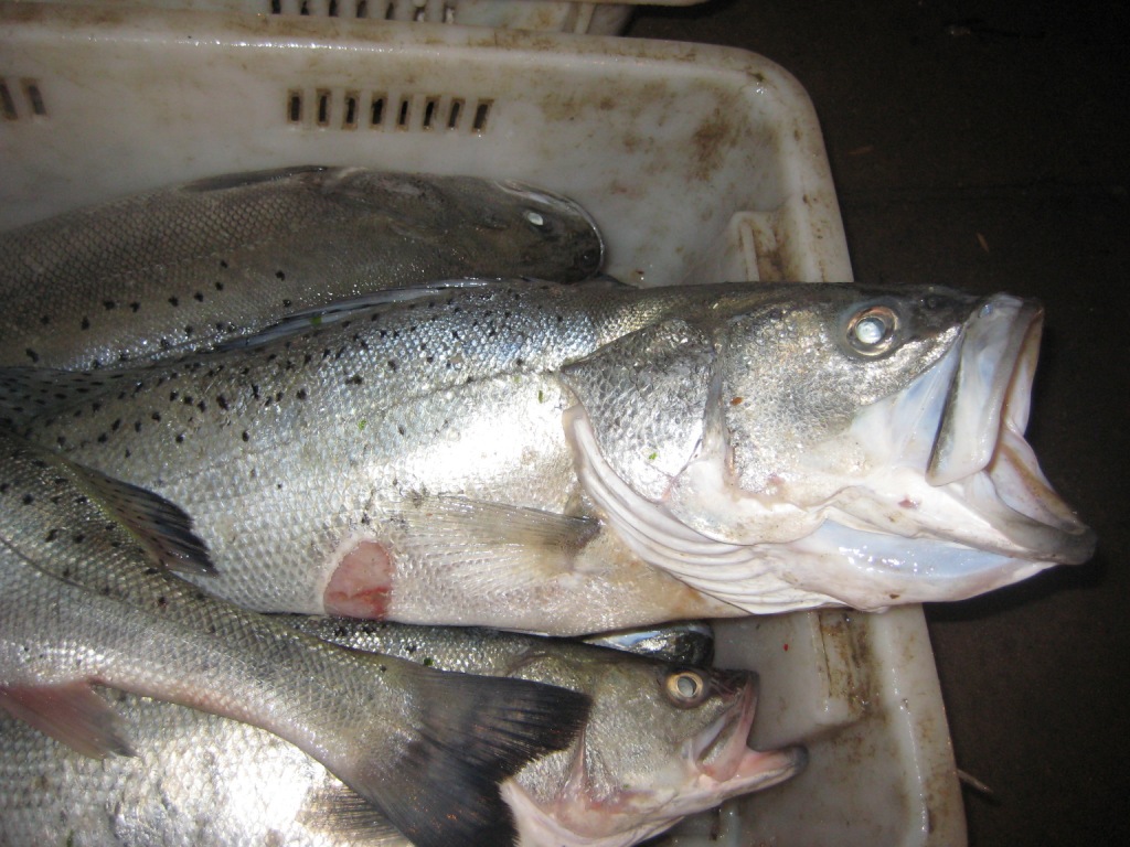 淡水鱸魚圖片_淡水鱸魚_淡水鱸魚和海鱸魚區別