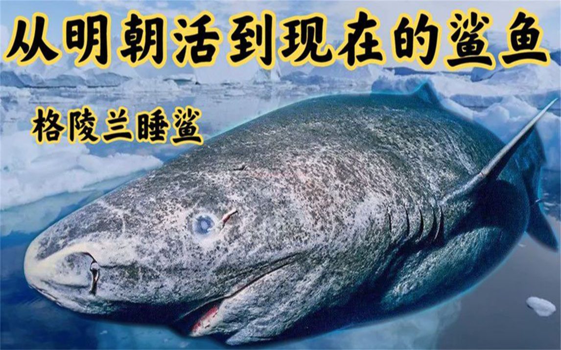 格陵蘭鯊的資料_512歲格陵蘭鯊_格陵蘭鯊