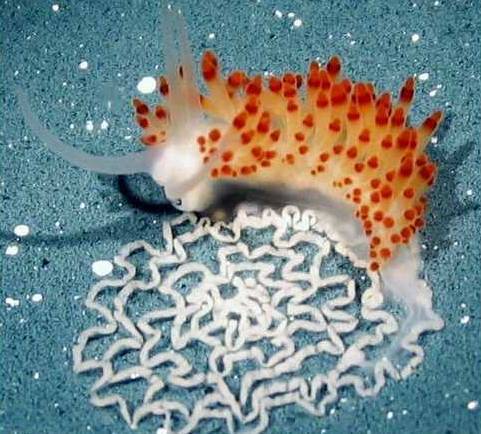 笨拙的魚類是如何在碩大的海洋世界中成功存活的？