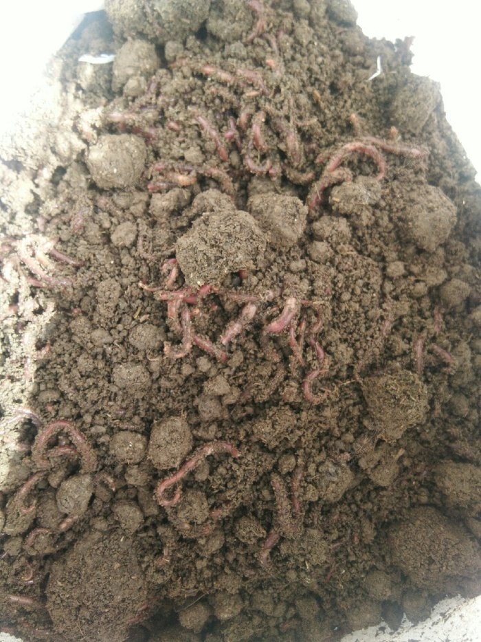 養殖蚯蚓的方法和技術_蚯蚓養殖_養殖蚯蚓一畝利潤多少