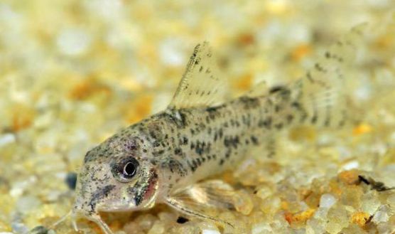 鯰魚吃什么食物長大_鯰魚吃什么_鯰魚吃小魚嗎