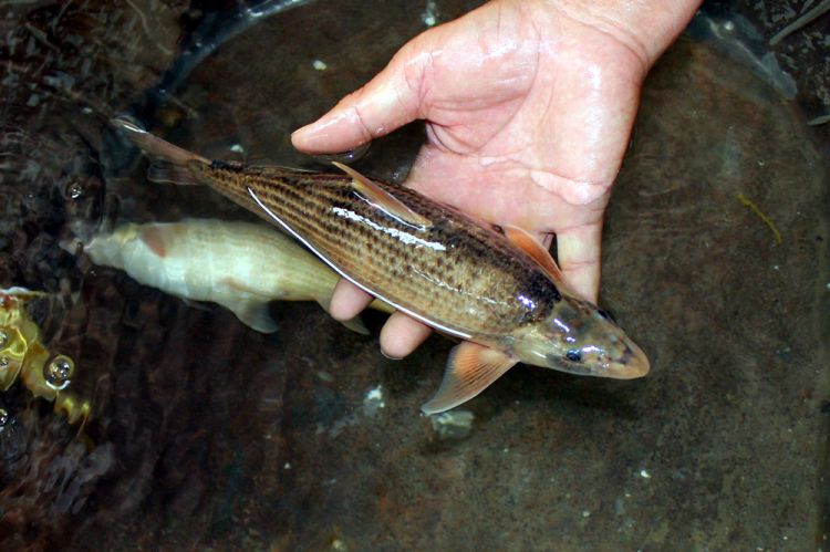 虹鱒魚和三文魚的區別_分辨三文魚和虹鱒_如何分別三文魚和虹鱒魚