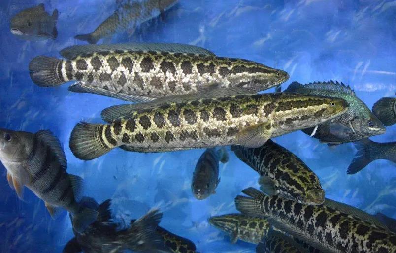 臟魚黑魚世界上是海魚嗎_黑魚是世界上最臟的魚_臟魚黑魚世界上是什么動物