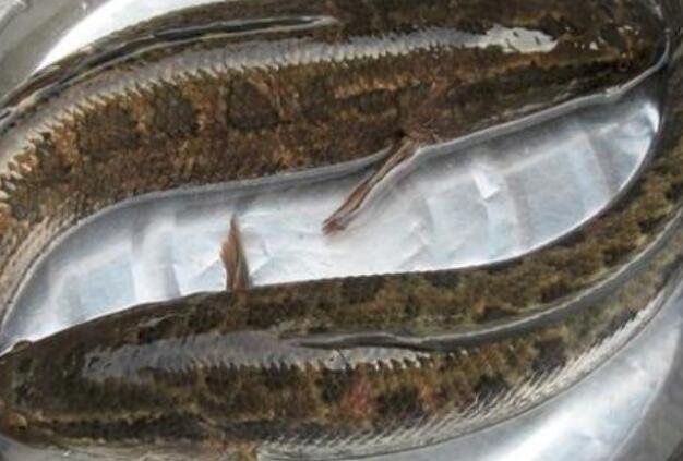 臟魚黑魚世界上是海魚嗎_臟魚黑魚世界上是什么動物_黑魚是世界上最臟的魚