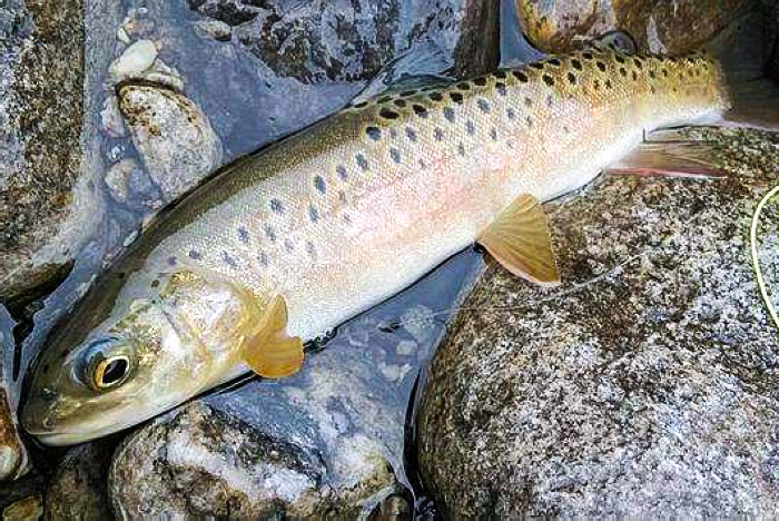 虹鱒魚和三文魚的區別_分辨三文魚和虹鱒_如何分別三文魚和虹鱒魚
