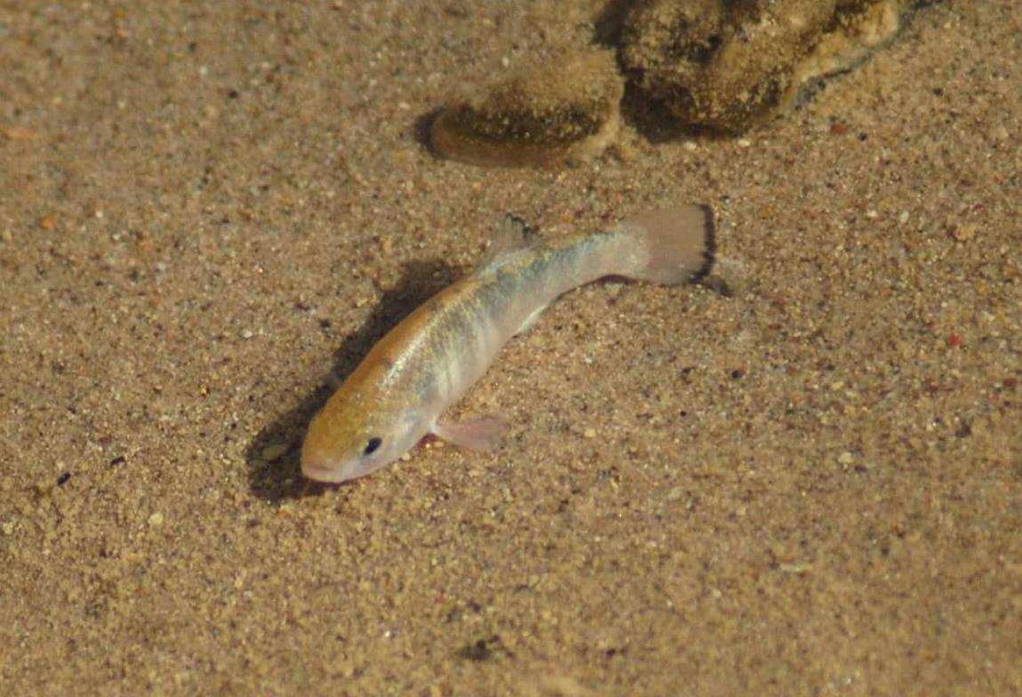 如何分別三文魚和虹鱒魚_虹鱒魚和三文魚的區別_分辨三文魚和虹鱒