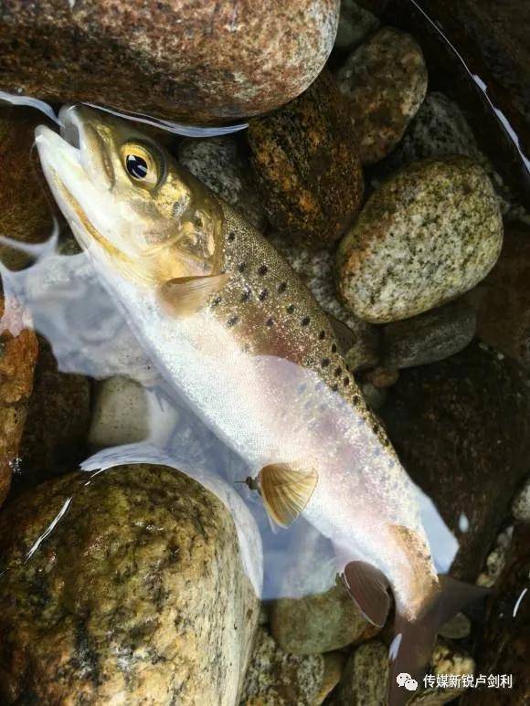分辨三文魚和虹鱒_虹鱒魚和三文魚的區別_如何分別三文魚和虹鱒魚