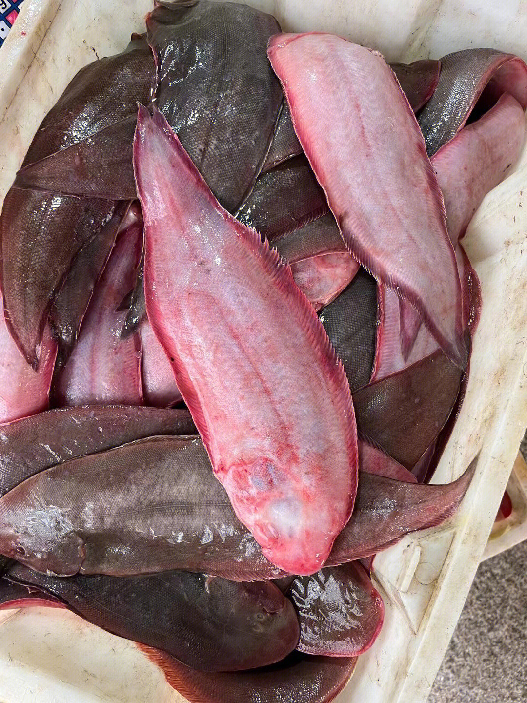 龍利魚價格_龍利魚價格2020_利龍魚是海魚嗎