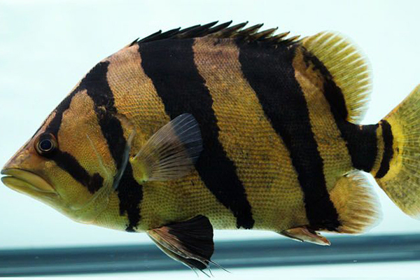 龍魚的配魚，虎魚都有哪些種類呢？