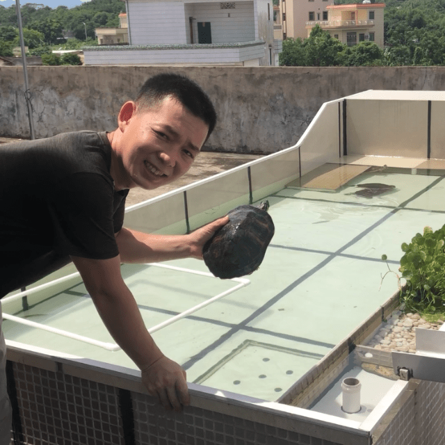 養金錢龜有什么寓意_養金錢龜要在什么地方養最合適_金錢龜怎么養